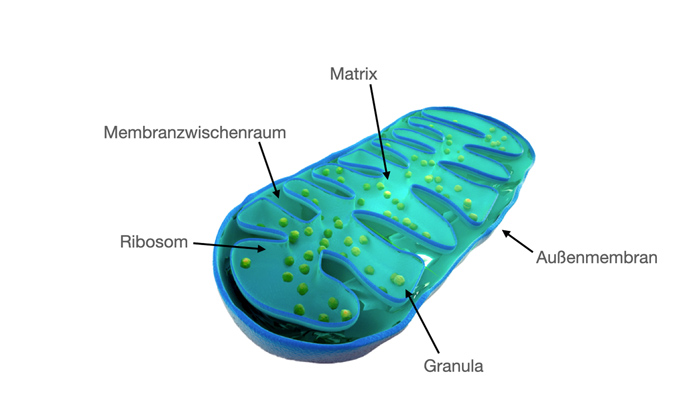 Mitochondrie aufbau